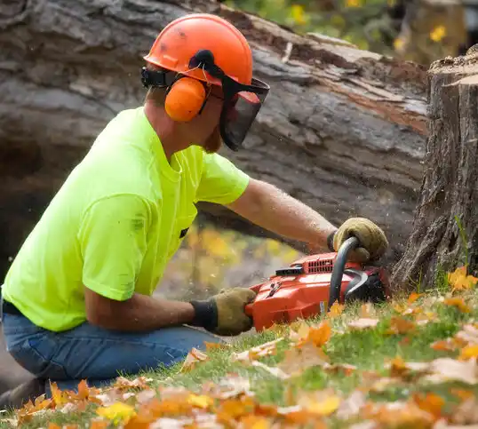 tree services Strathmoor Village